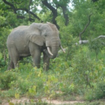 The African Elephant (distinguished from the Asian elephant by ear size)